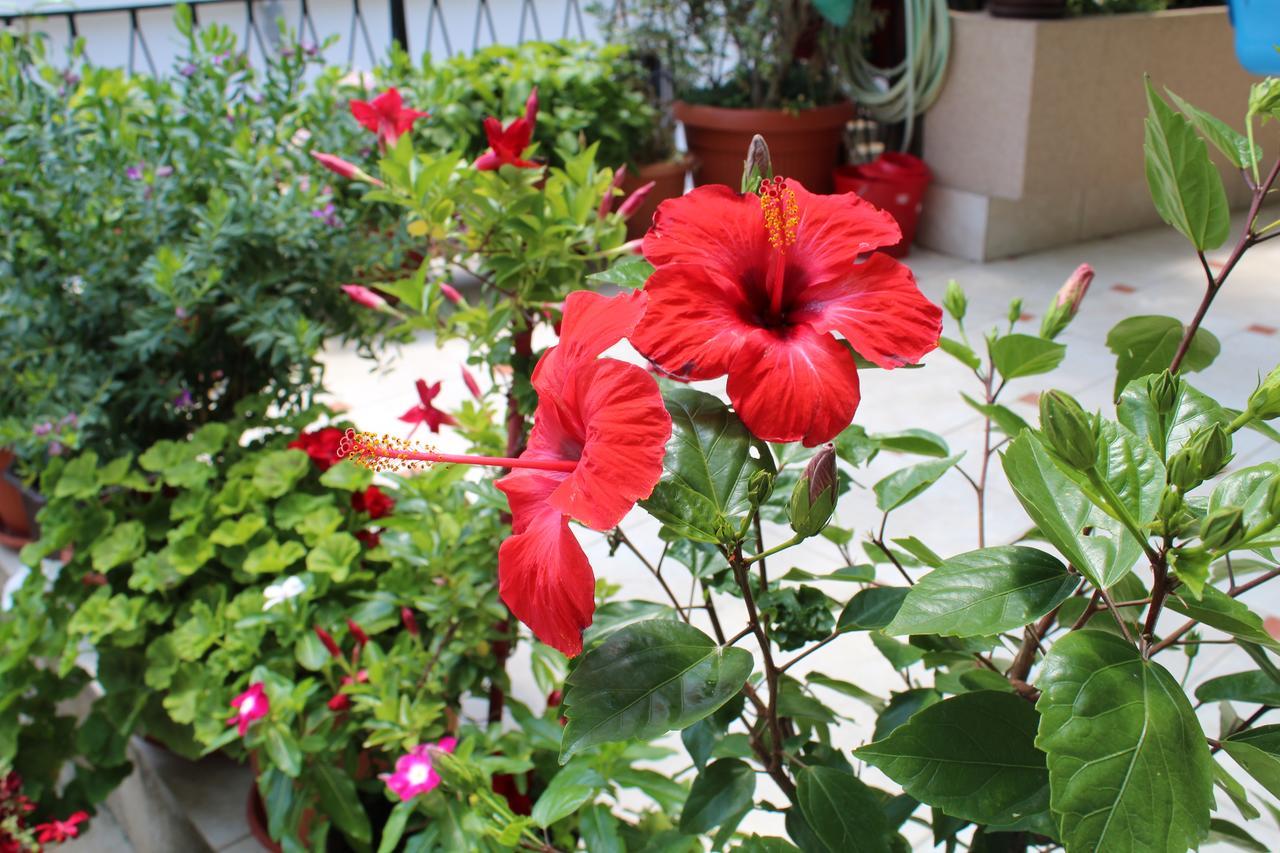 Apartments Gazi Ulcinj Luaran gambar